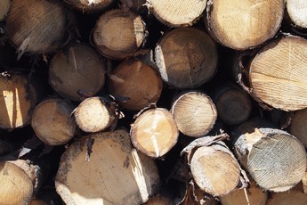 Timber Policy