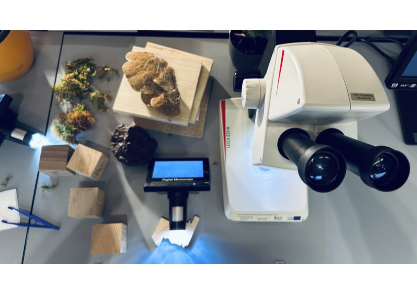 We are at Holzbau in Innsbruck 1